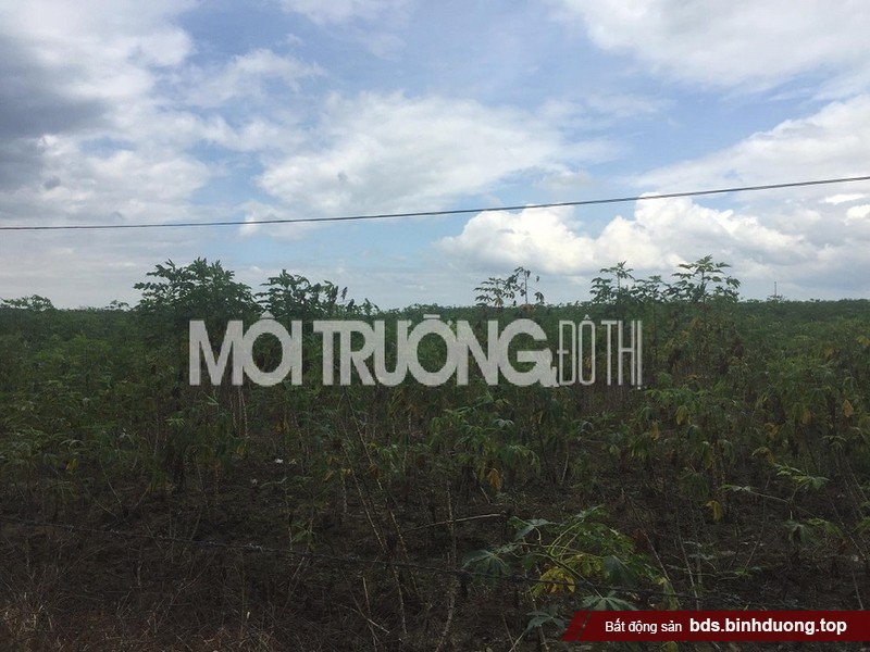 Dự án Sài Gòn Land 2 hiện chỉ là một bãi cỏ hoang, phía trong được trồng cây mì.