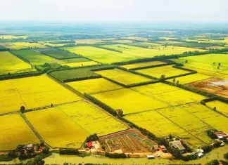 Dự thảo Luật đất đai sửa đổi cho phép đối tượng không sản xuất nông nghiệp được nhận chuyển nhượng đất trồng lúa