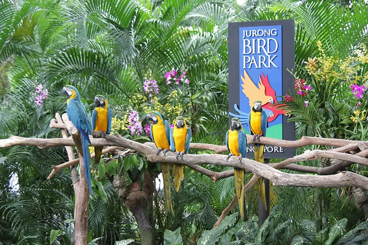 Công viên chim Jurong