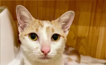 Tại sao Mèo Mẹ, Mèo Đực có xu hướng cắn chết mèo con